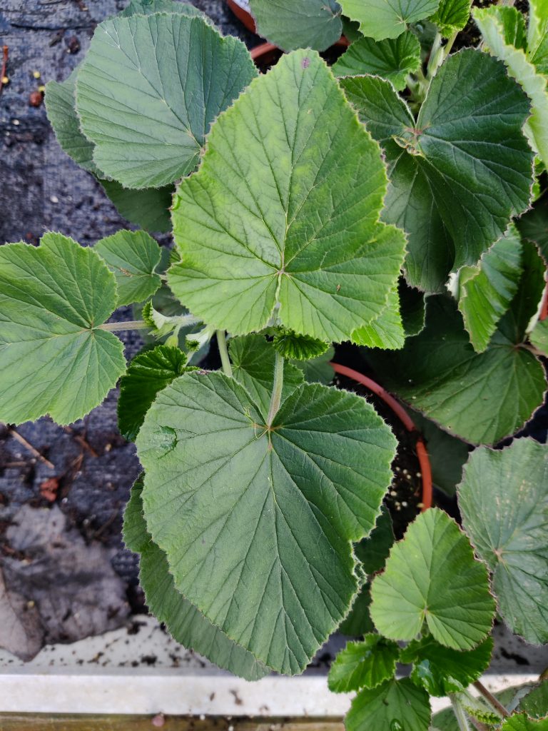Pelargonium_cordifolium_leaves2