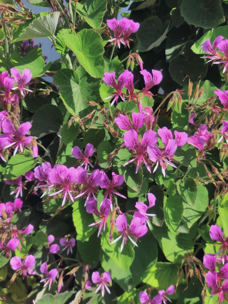 Pelargonium_cordifolium_many_flowers_up1