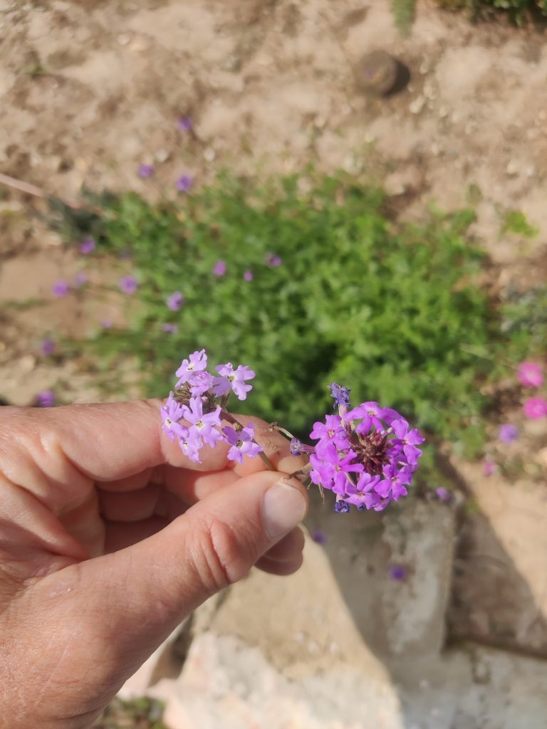 Verbena_tenuisecta_flowers_up1