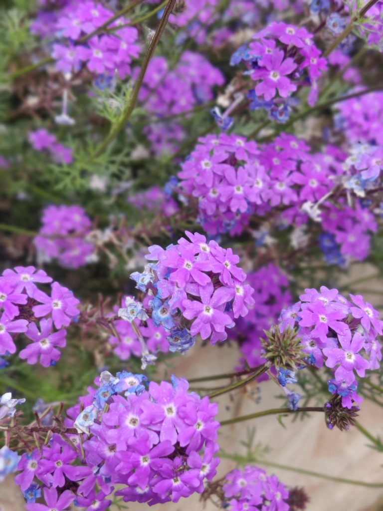 Verbena_tenuisecta_flowers_up2