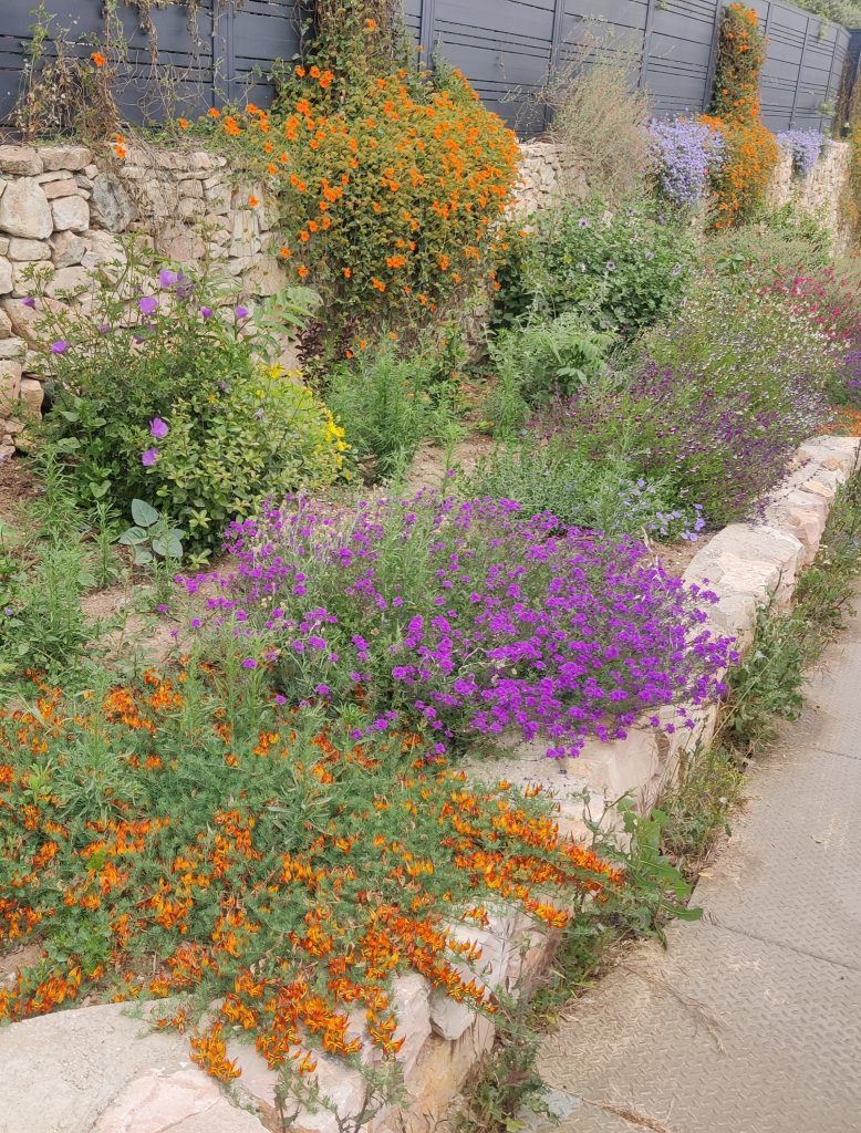 Verbena_tenuisecta_full_garden1_cut_up