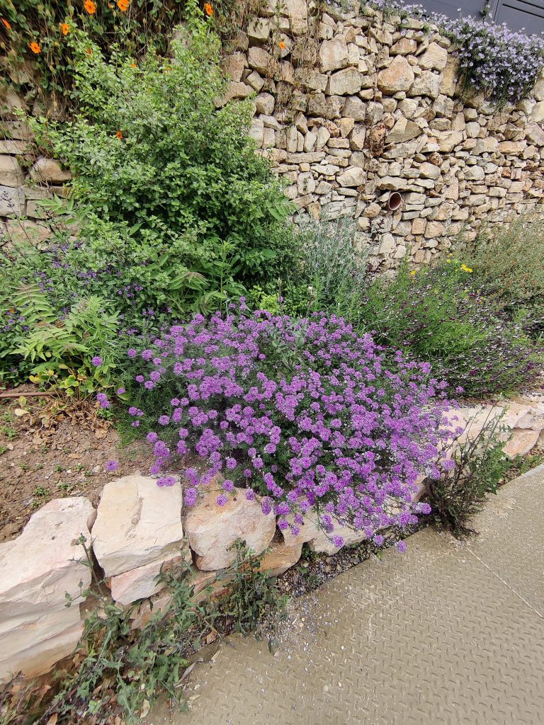 Verbena_tenuisecta_full_up1