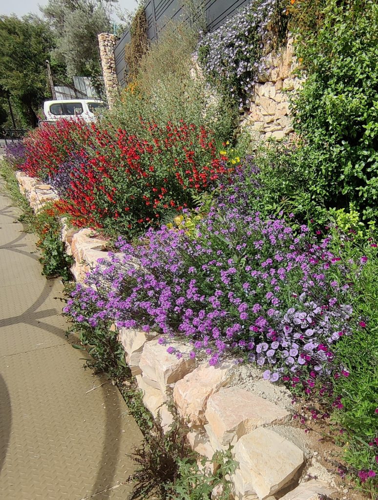 Verbena_tenuisecta_garden3_cut_up