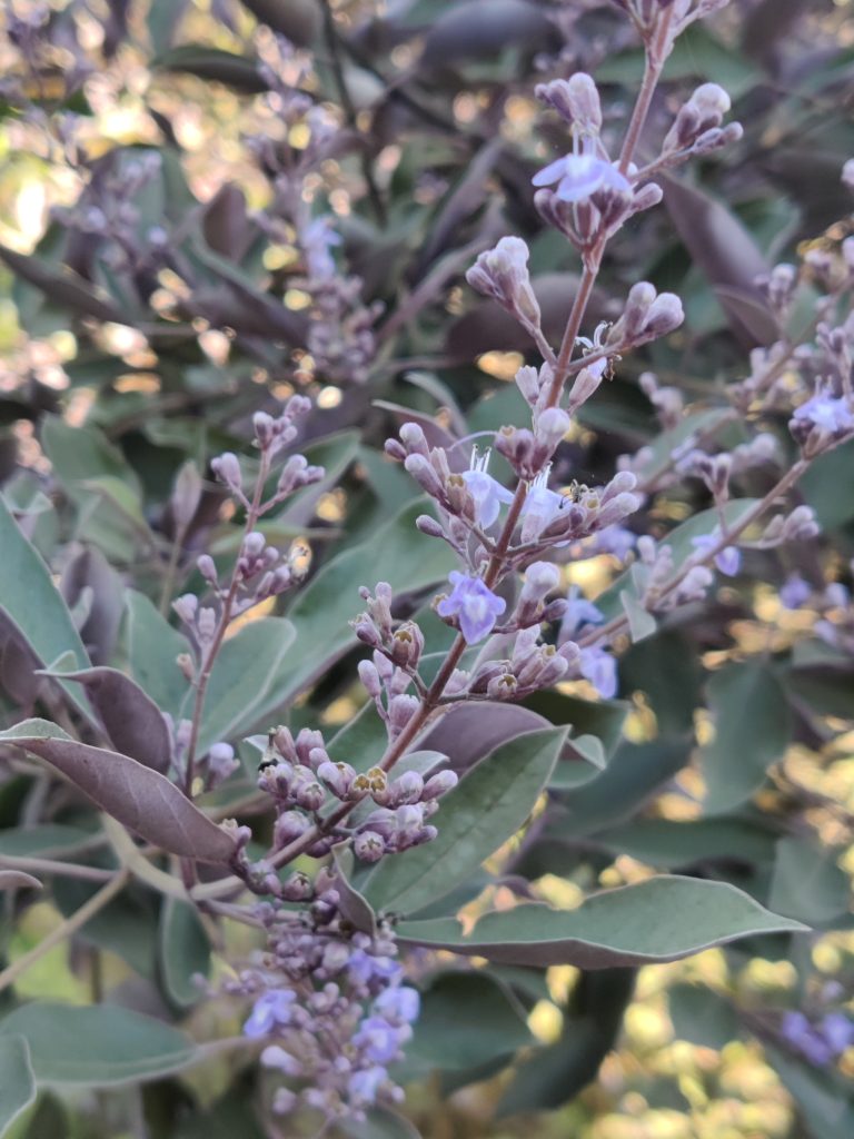 Vitex_trifolia_Purpurea_flowers_up