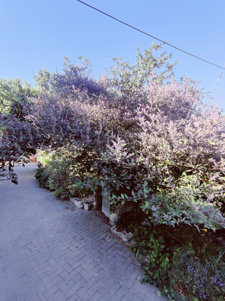 Vitex_trifolia_Purpurea_full_flowers_up