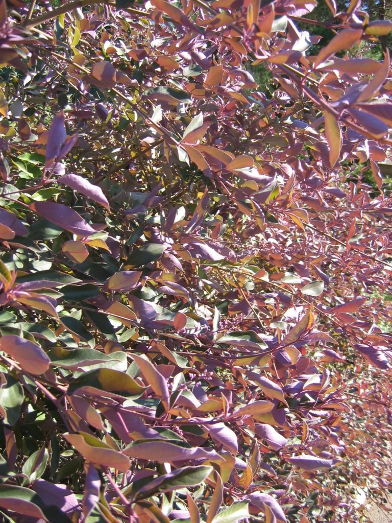 Vitex_trifolia_Purpurea_leaves_up1