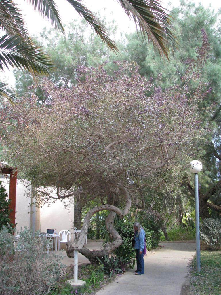 Vitex_trifolia_Purpurea_old_up