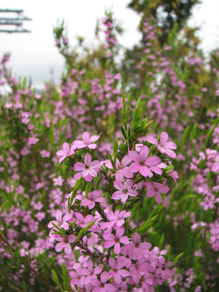 Coleonema_pulchrum_flowers_up1