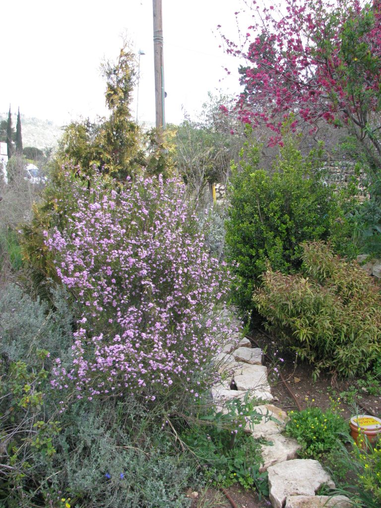 Coleonema_pulchrum_full_up1