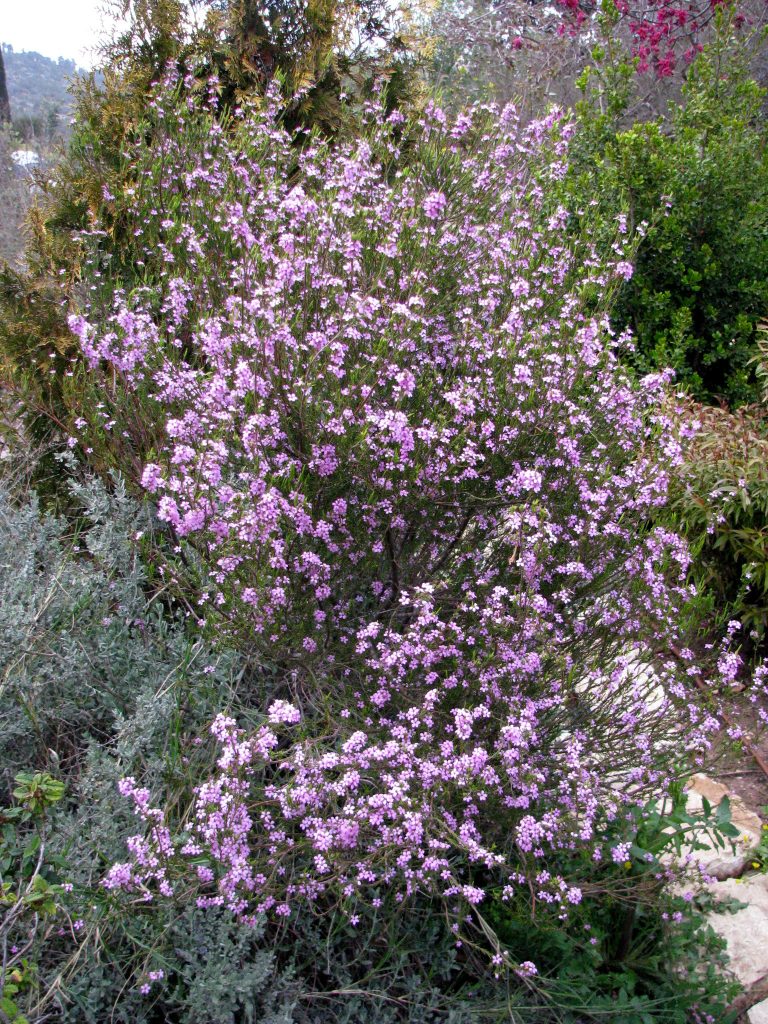 Coleonema_pulchrum_full_up2