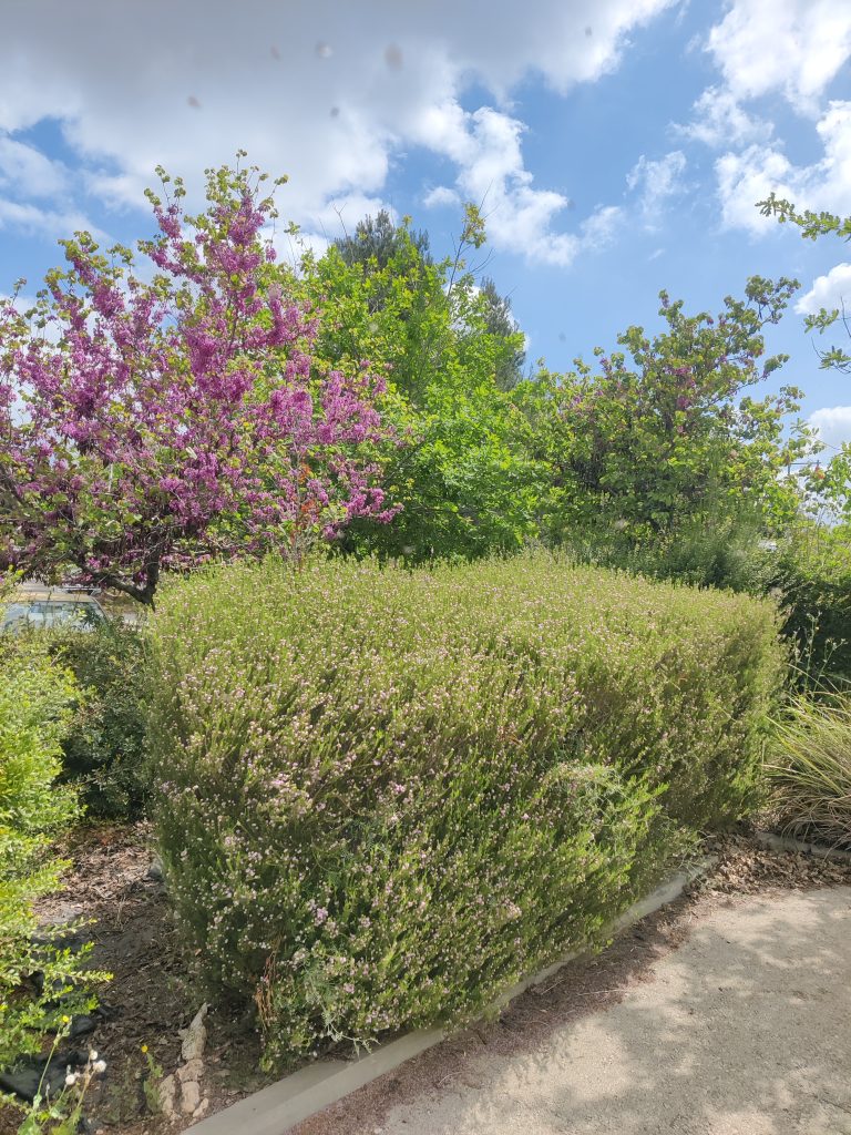 Coleonema_pulchrum_hedge_up1