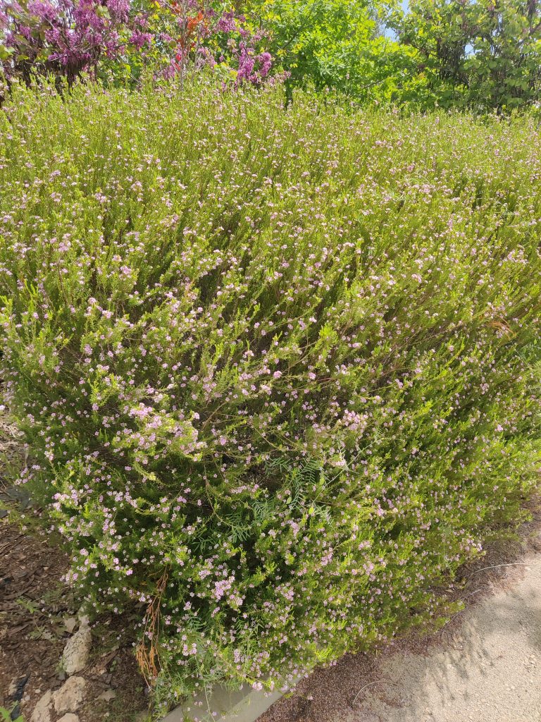 Coleonema_pulchrum_hedge_up2