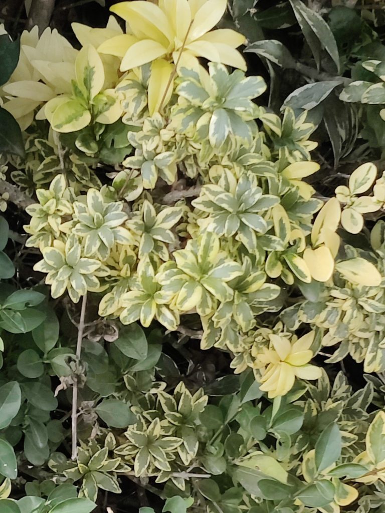 Pittosporum_heterophyllum_Variegatum_leaves1_cut_up