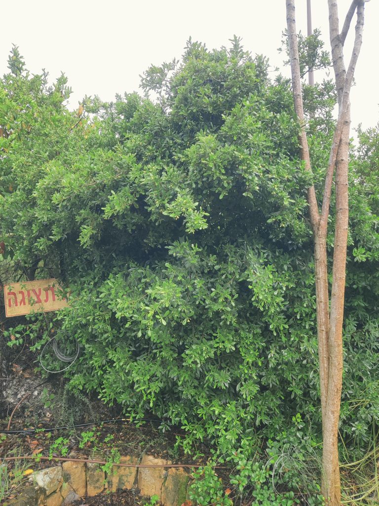 Pittosporum_heterophyllum_full_up1