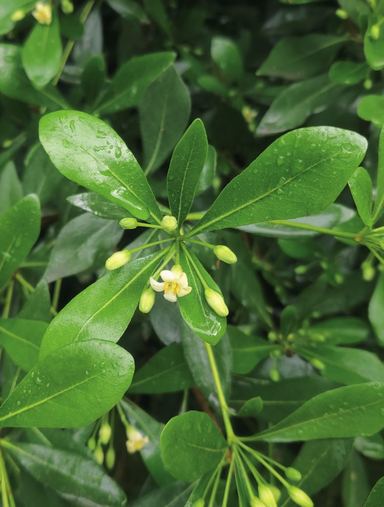 Pittosporum_heterophyllum_leave_flowers2_cut_up