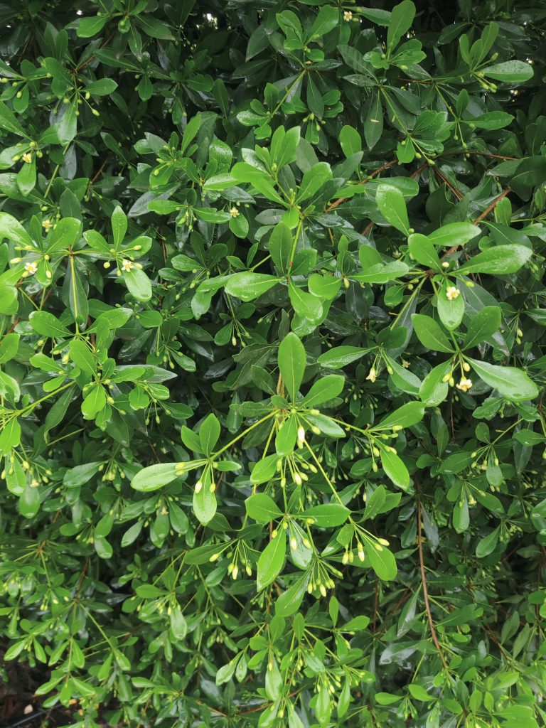 Pittosporum_heterophyllum_leave_flowers_up1