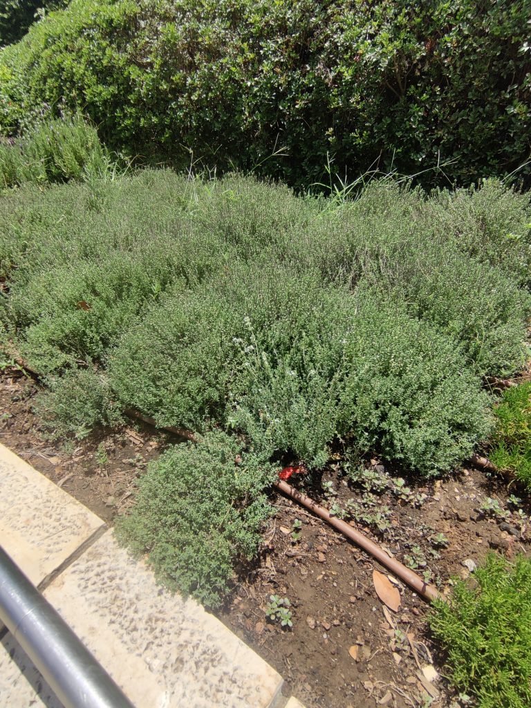 Thymus_vulgaris_group_up1