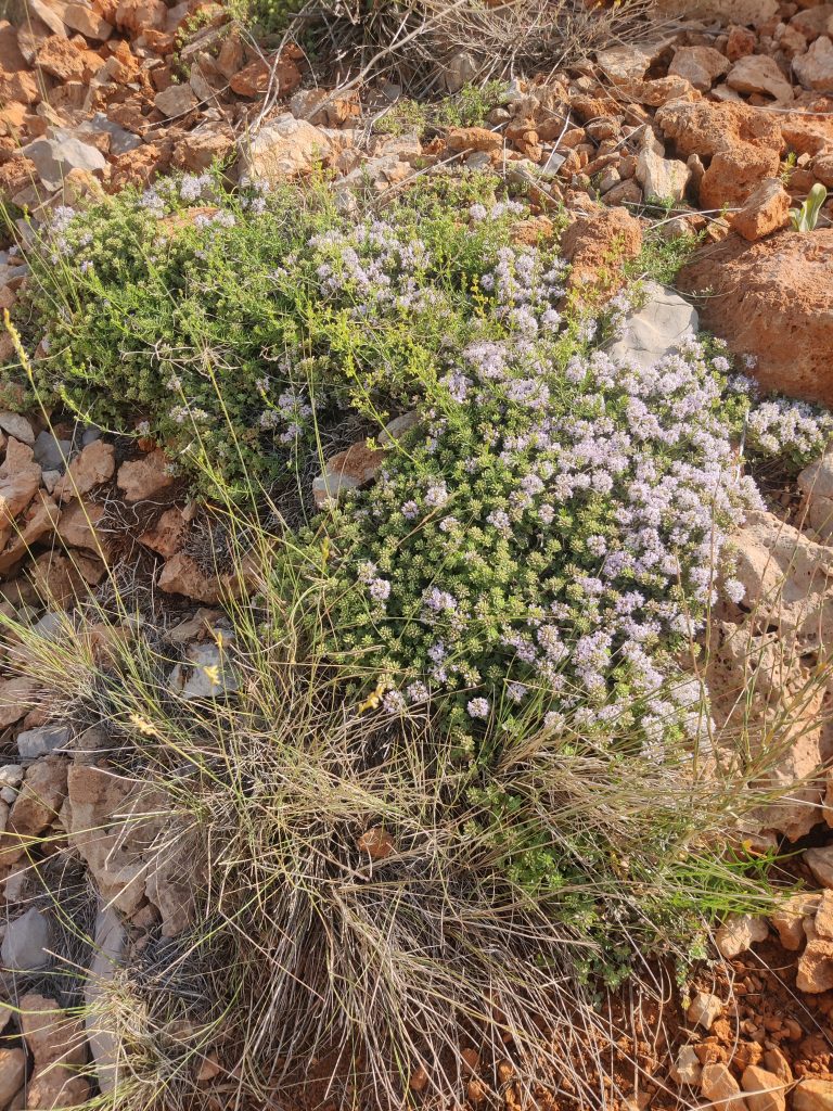 Ziziphora_clinopodioides_full_up1