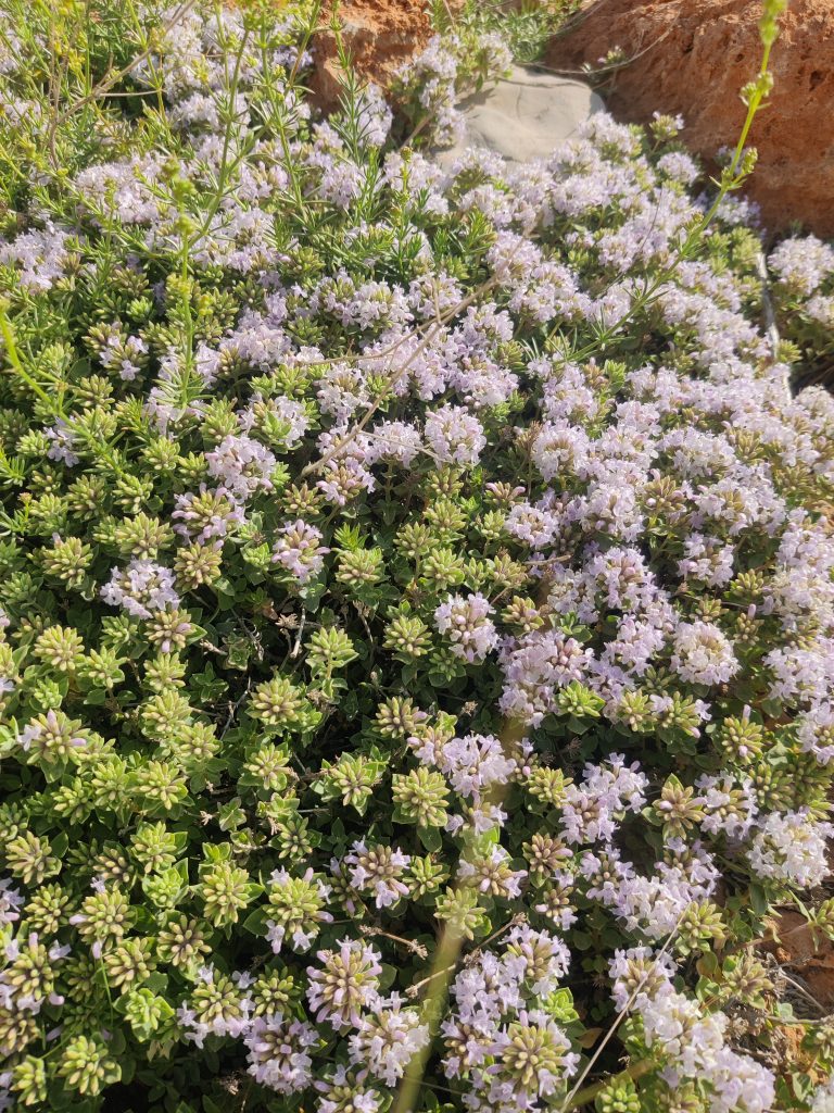 Ziziphora_clinopodioides_full_up2