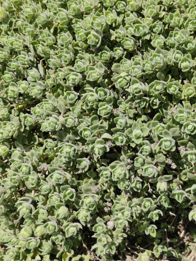 Ziziphora_clinopodioides_leaves_up1