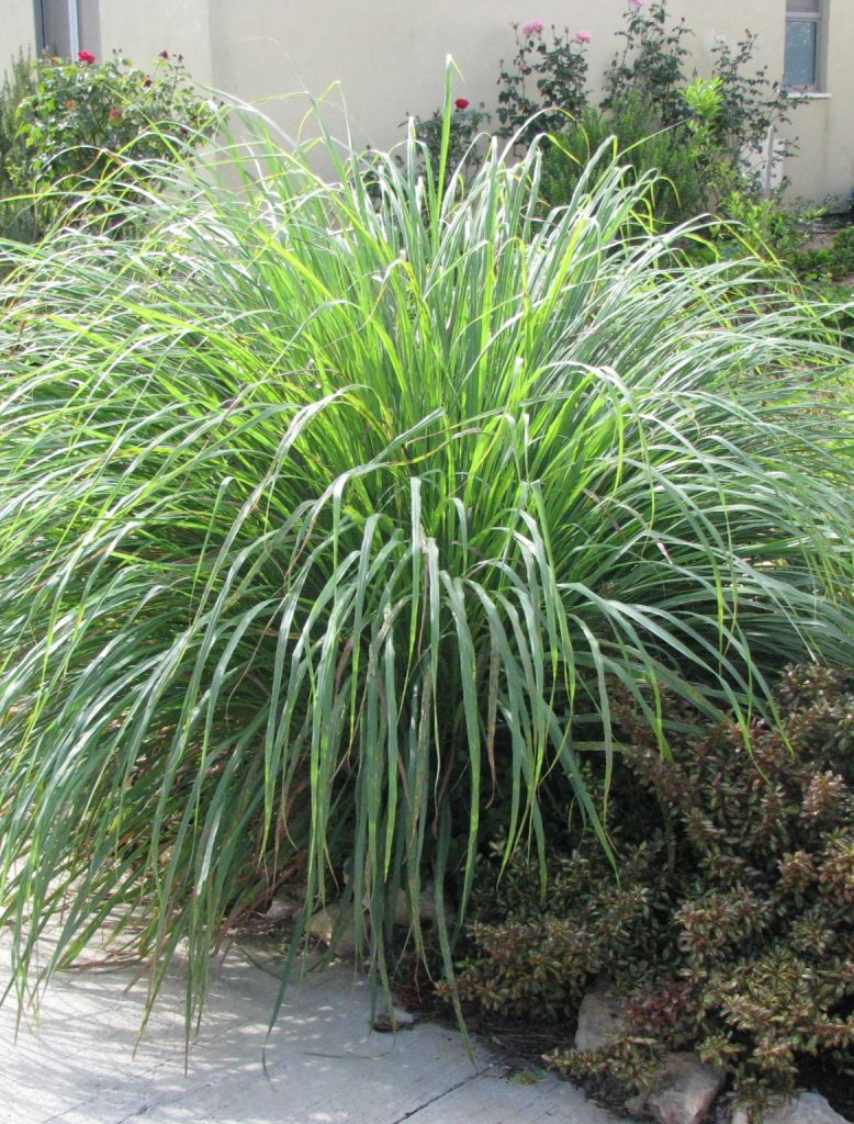Cymbopogon_citratus_full1_cut_up