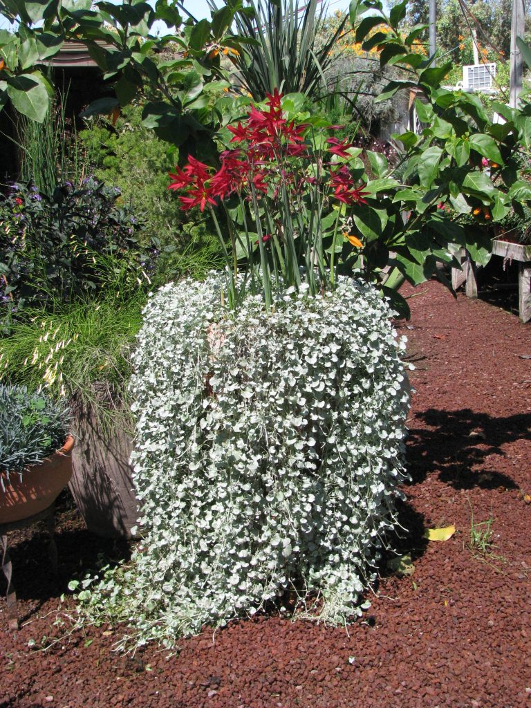 Dichondra_argentea_and_Rhodophiala_up1