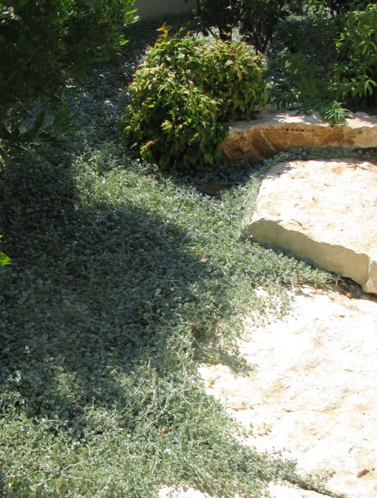 Dichondra_argentea_full_paving_stones_cut_up