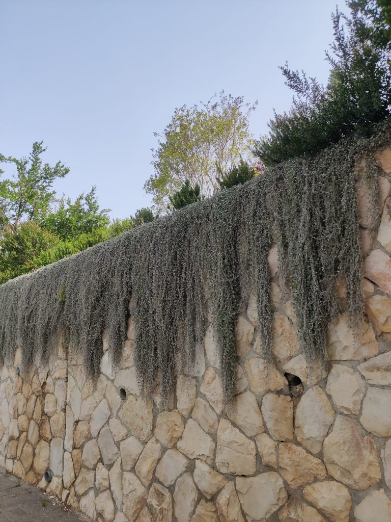 Dichondra_argentea_full_wall_up