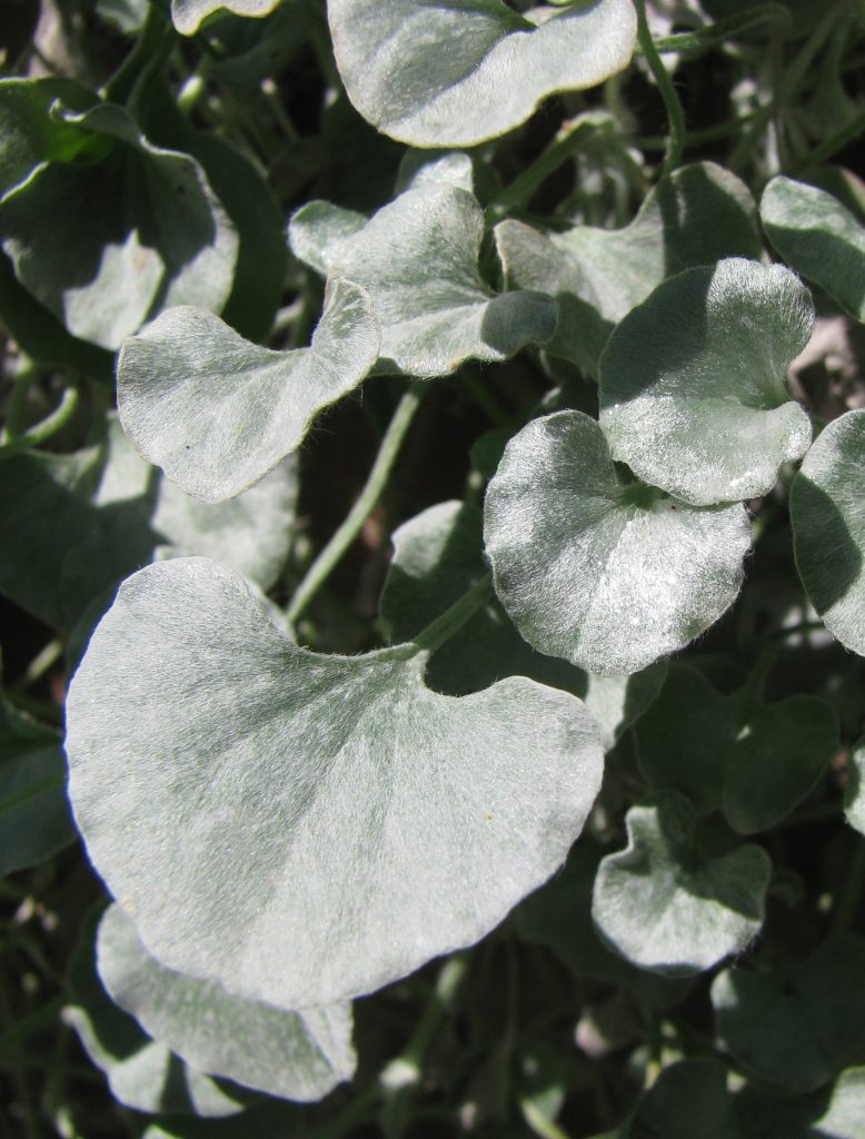 Dichondra_argentea_leaves1_cut_up