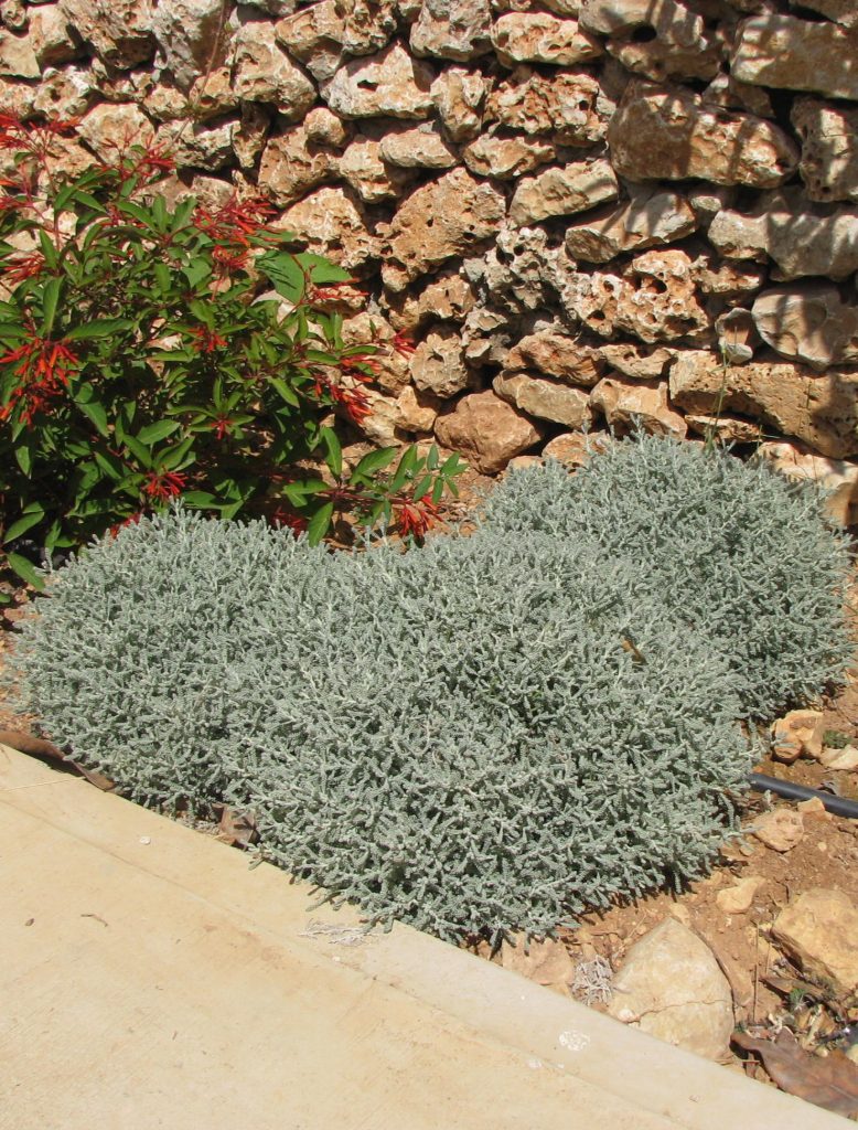 Santolina_chamaecyparissus_full2_cut_up