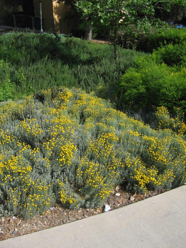 Santolina_chamaecyparissus_full_flowers_up