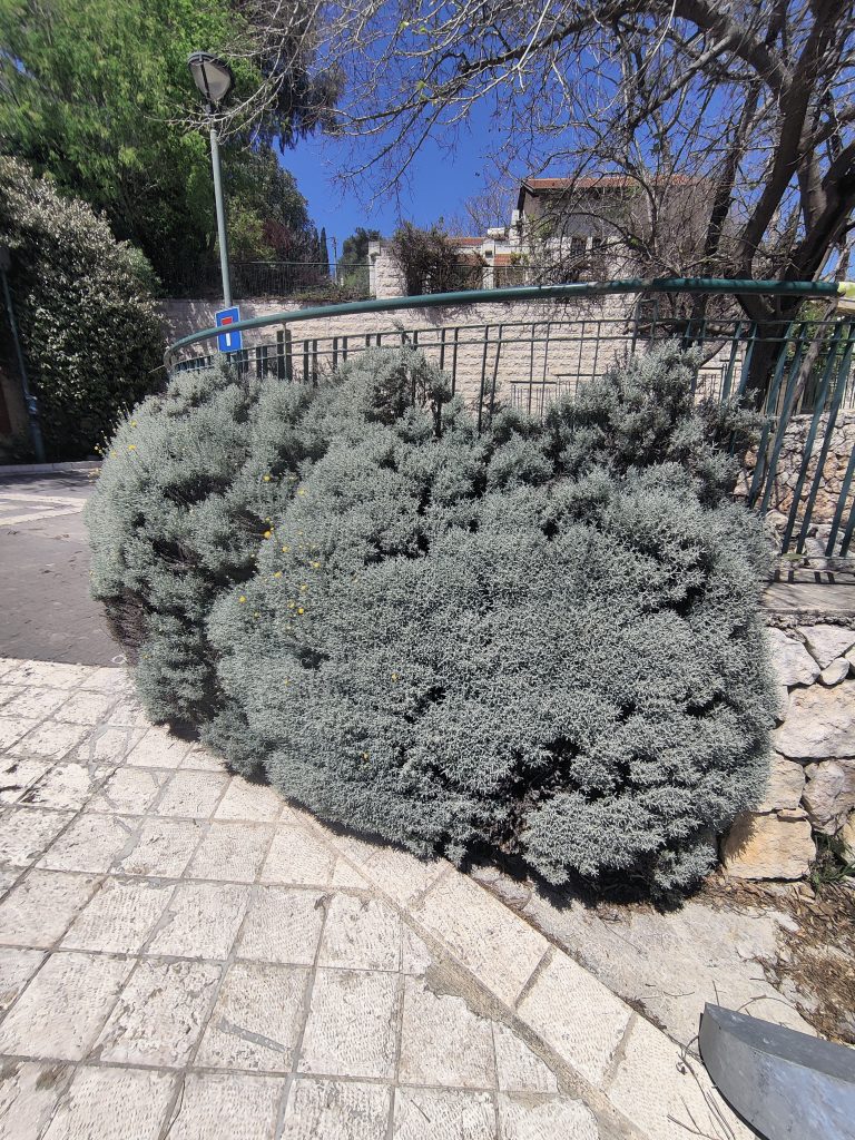 Santolina_chamaecyparissus_full_old_up