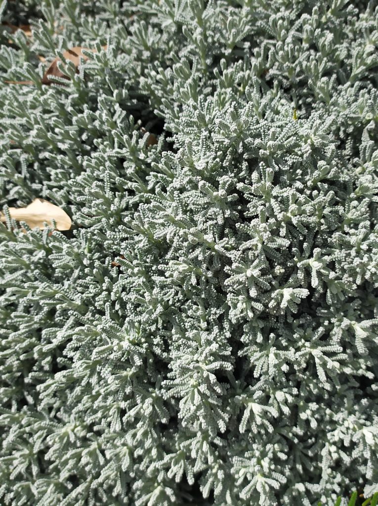 Santolina_chamaecyparissus_leaves_cut_up
