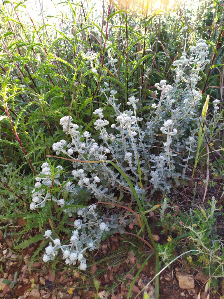 Teucrium_capitatum_flowers_leaves_up1