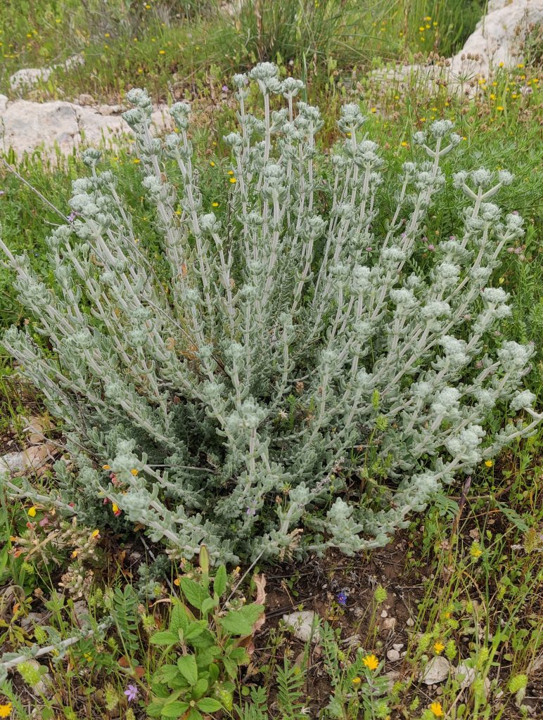 Teucrium_capitatum_full1_cut_up