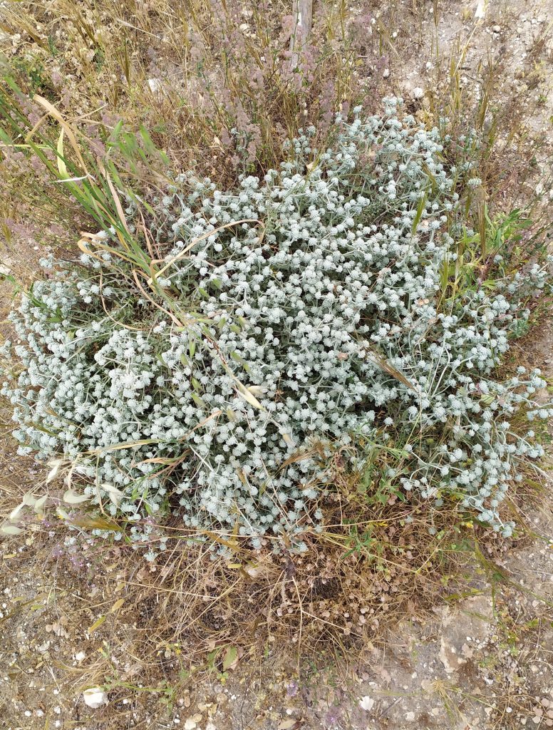 Teucrium_capitatum_full2_cut_up