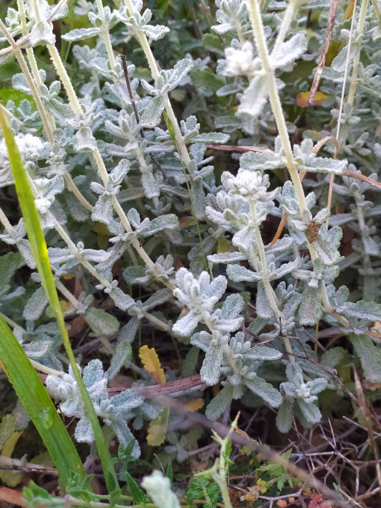 Teucrium_capitatum_leaves_close_up