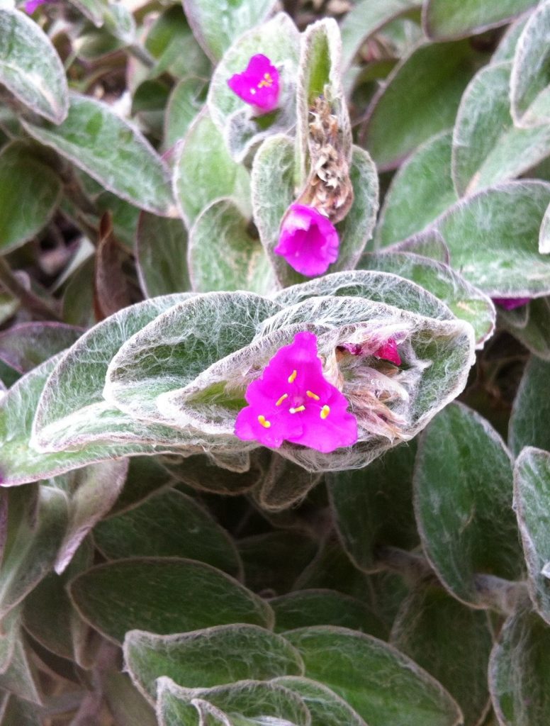 Tradescantia_sillamontana_flowers_cut_up