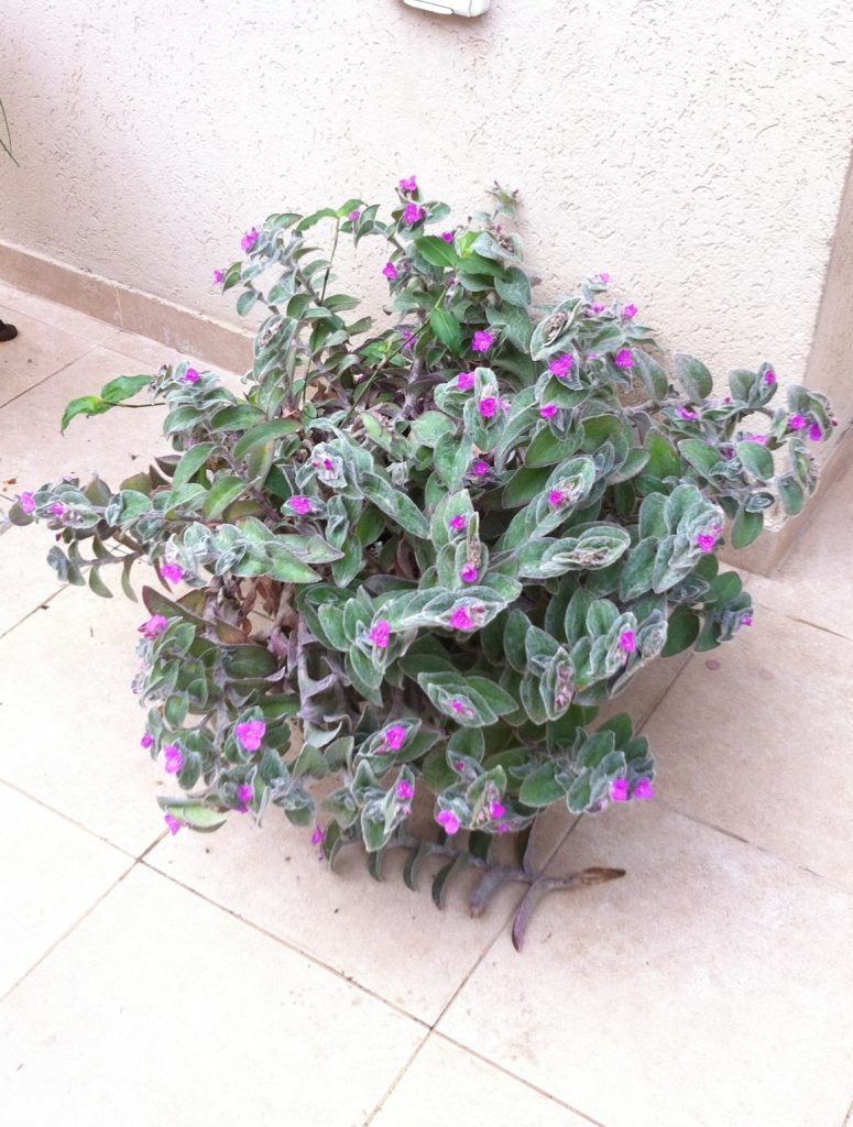 Tradescantia_sillamontana_full_flowers_cut_up