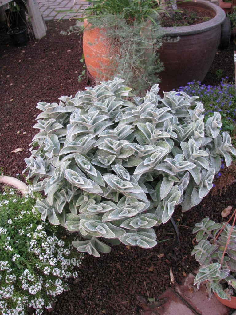 Tradescantia_sillamontana_full_up1