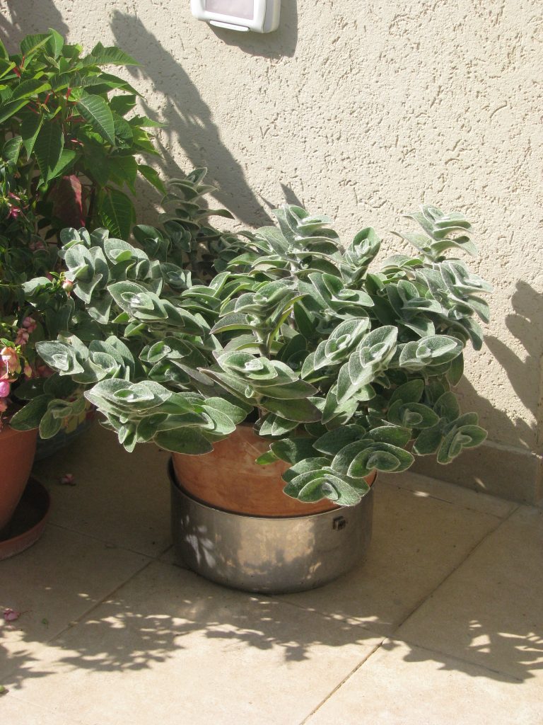 Tradescantia_sillamontana_full_up2