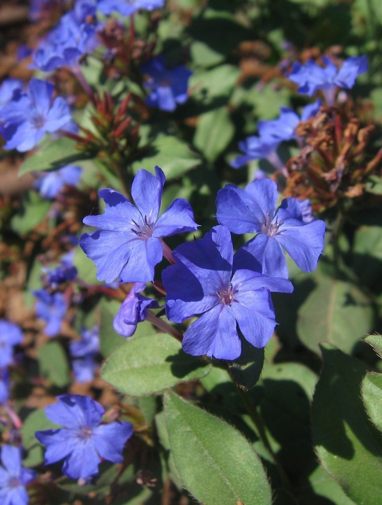 Ceratostigma_plumbaginoides_flowers_cut_up