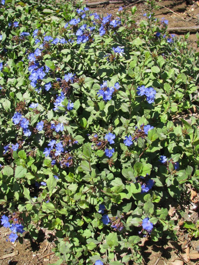 Ceratostigma_plumbaginoides_full_up1