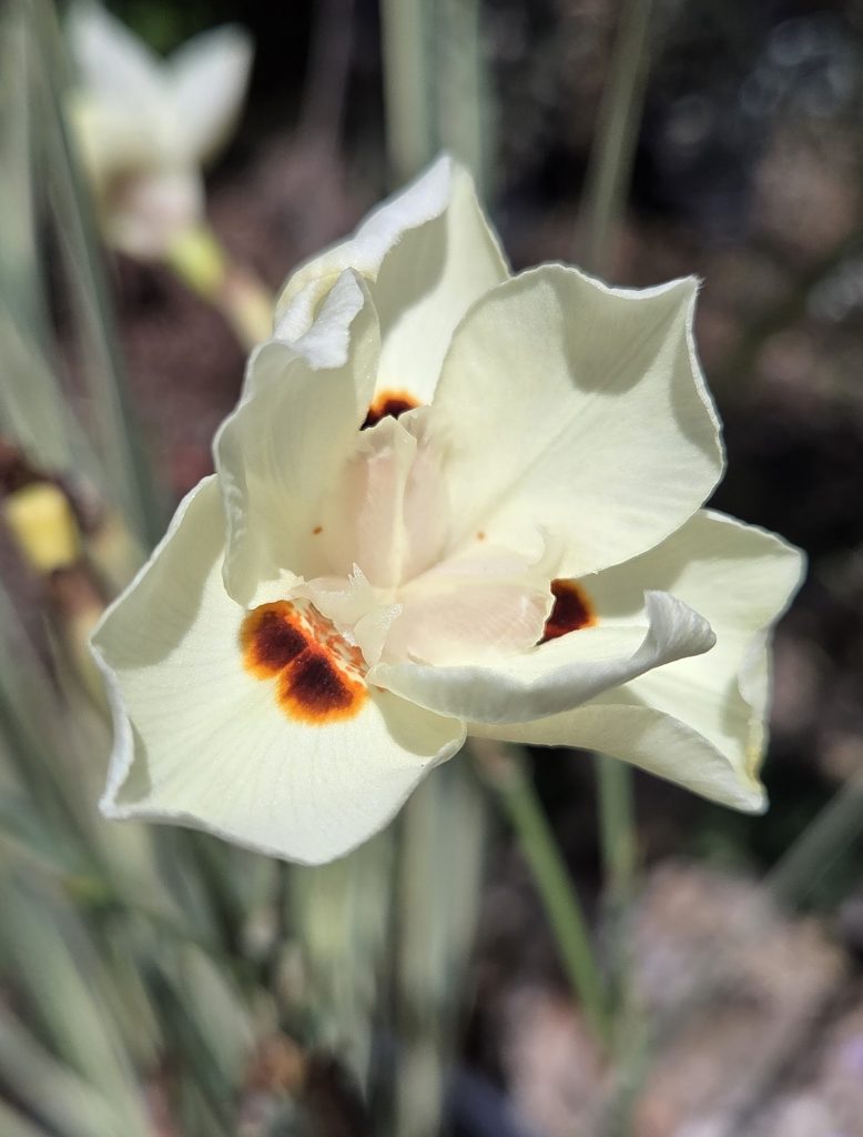 Dietes_bicolor_Milky_Way_flower1_cut_up