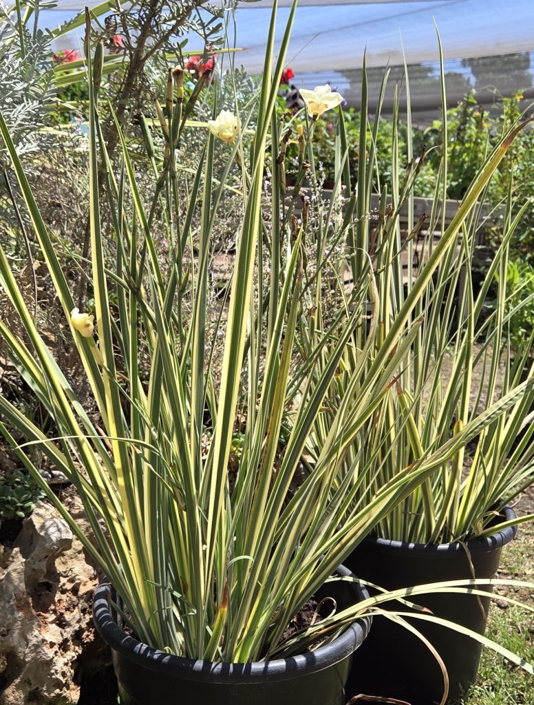 Dietes_bicolor_Milky_Way_full1_cut_up