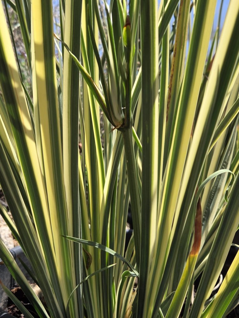 Dietes_bicolor_Milky_Way_leaves1_cut_up