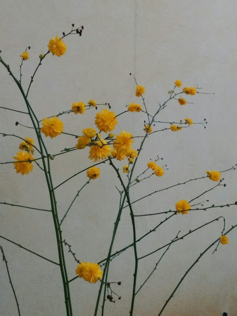 Kerria_japonica_Pleniflora_flowers_dark_up1