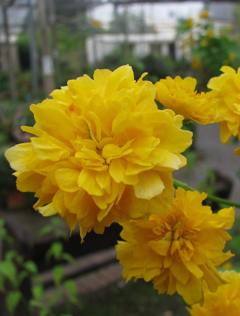 Kerria_japonica_Pleniflora_flowers_light_cut_up