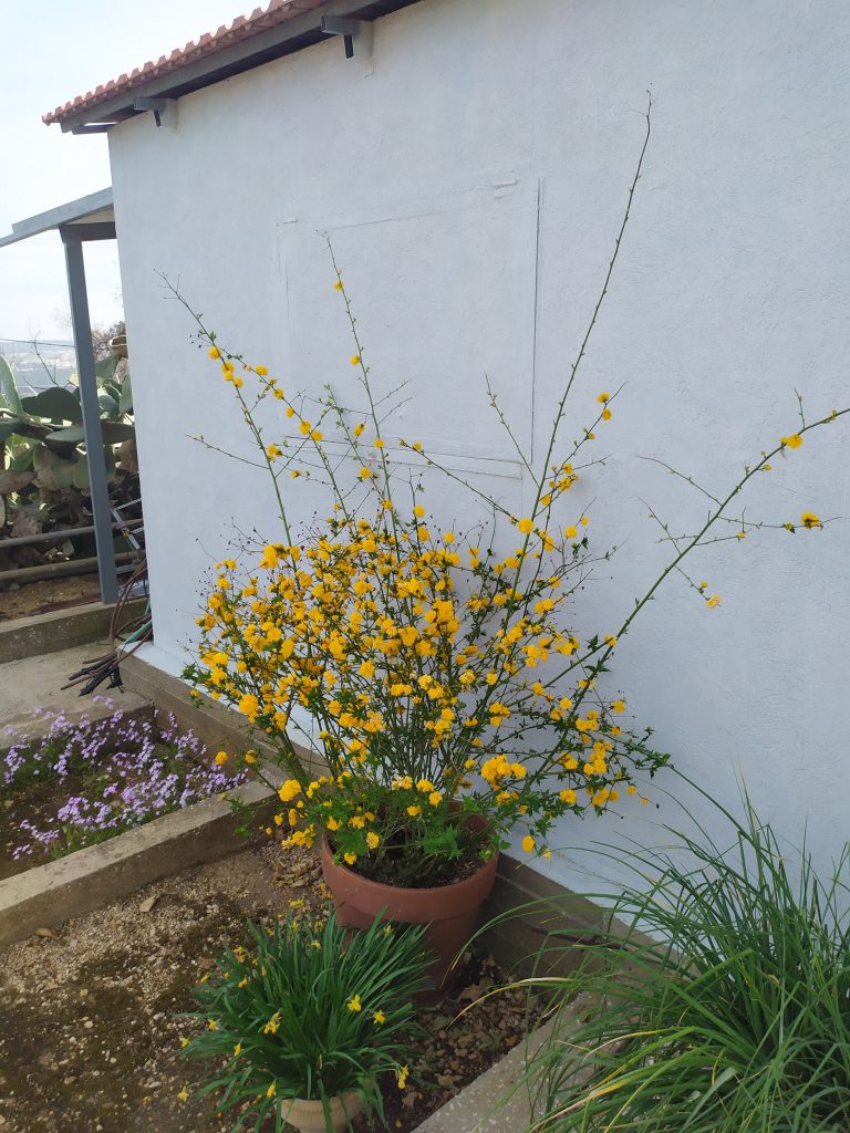 Kerria_japonica_Pleniflora_full_pot_up