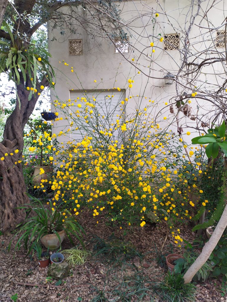Kerria_japonica_Pleniflora_full_up1